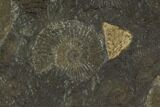 Dactylioceras Ammonite Cluster - Posidonia Shale, Germany #100248-2